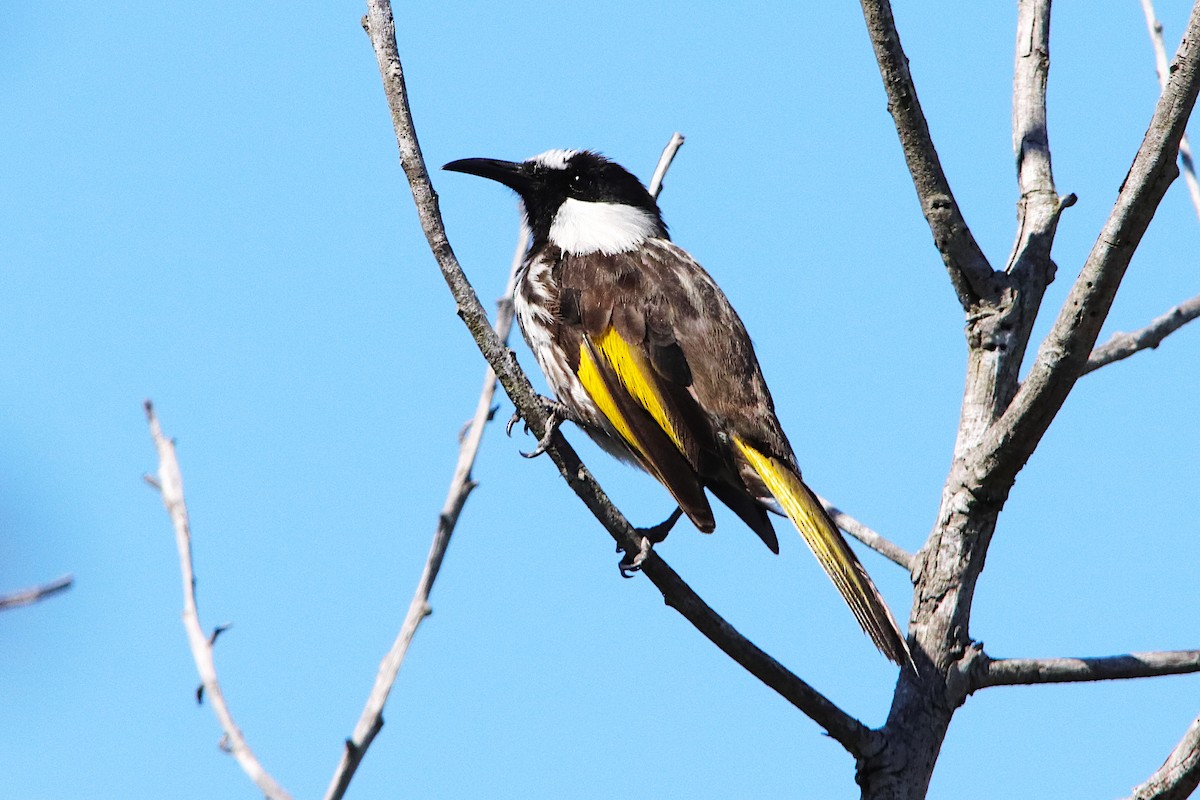 White-cheeked Honeyeater - ML641905866