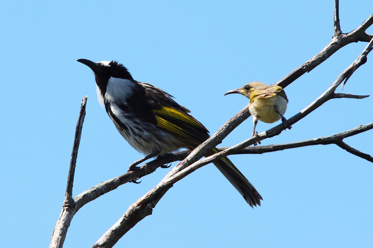 White-cheeked Honeyeater - ML641905867