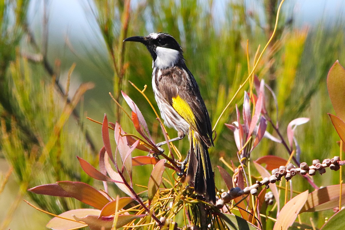 White-cheeked Honeyeater - ML641905868