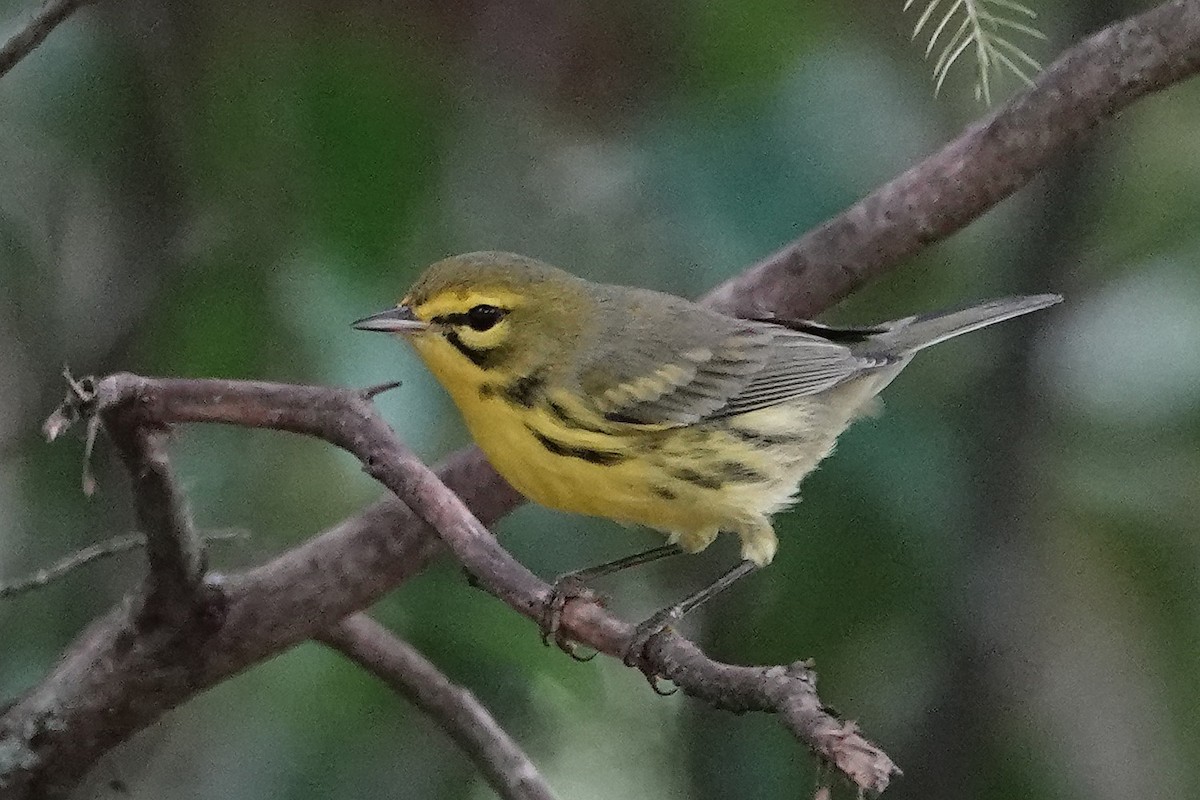 buskparula - ML641905869