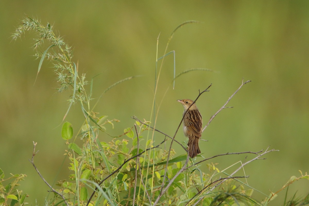 Bristled Grassbird - ML641905870