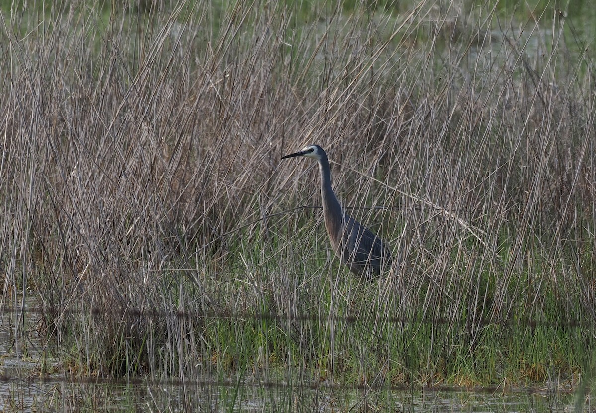 White-faced Heron - ML641905871