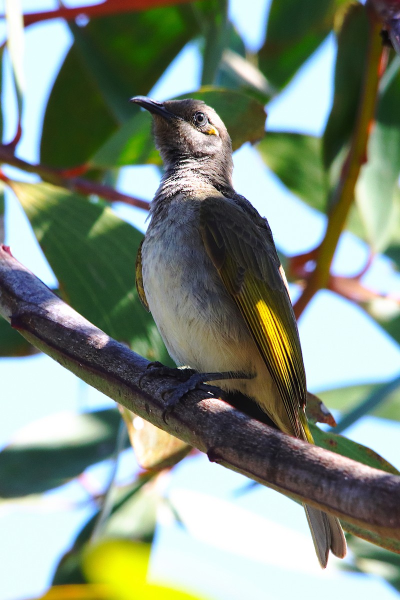Brown Honeyeater - ML641905873