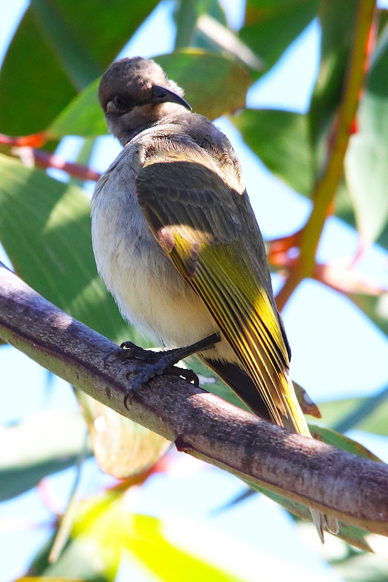 Brown Honeyeater - ML641905874