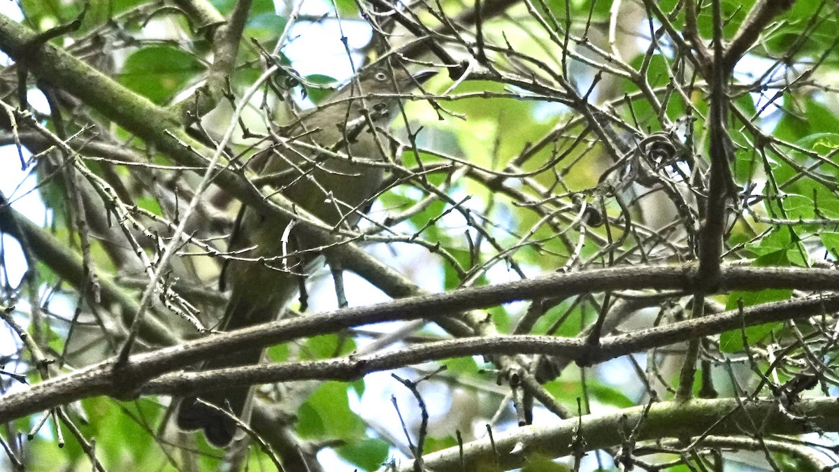 Sombre Greenbul - ML641905875
