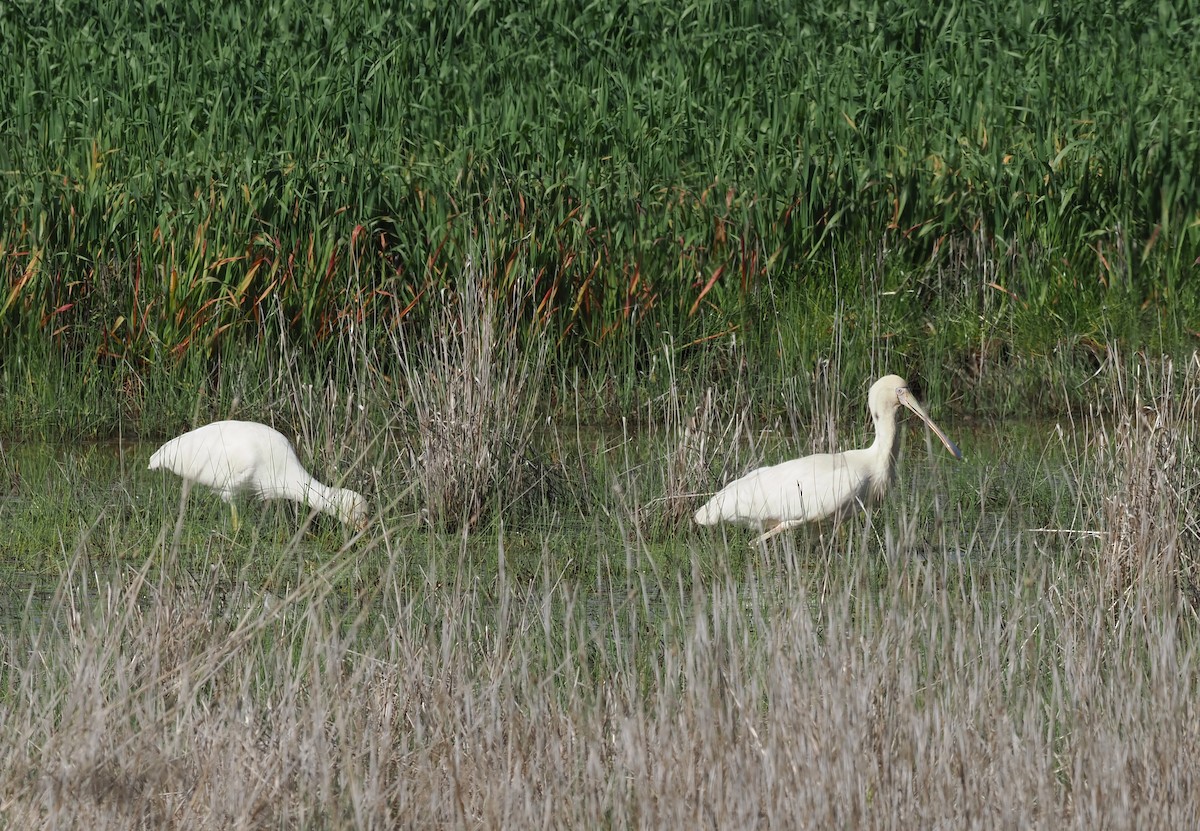 gulnebbskjestork - ML641905881