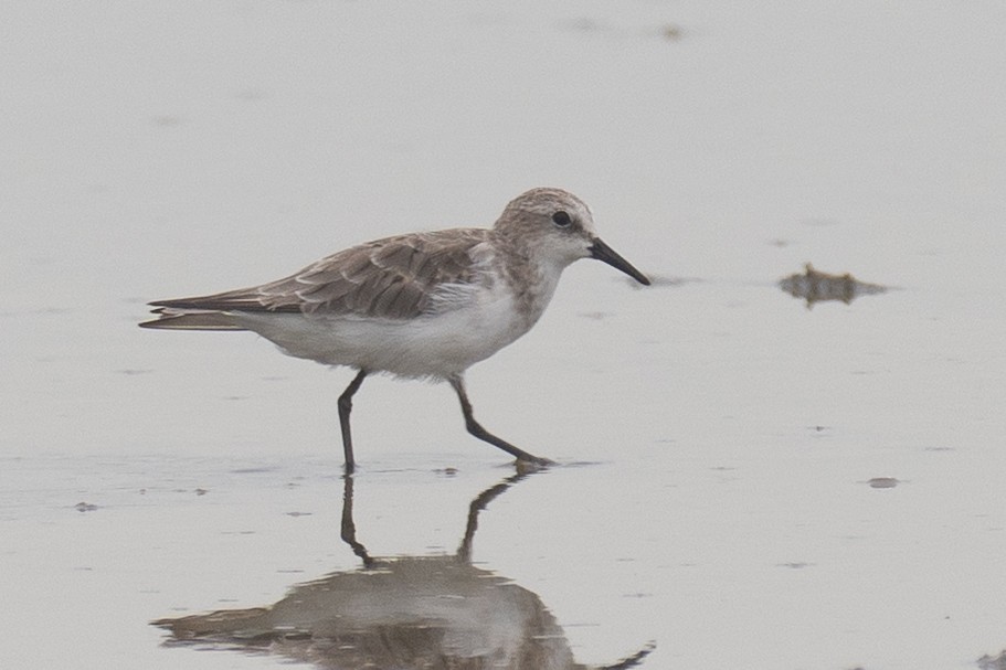 dvergsnipe - ML641905882