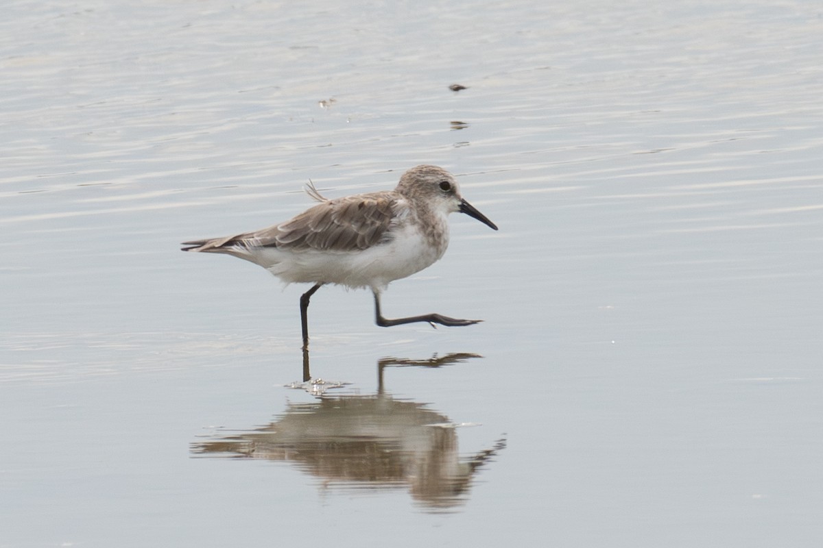 dvergsnipe - ML641905883