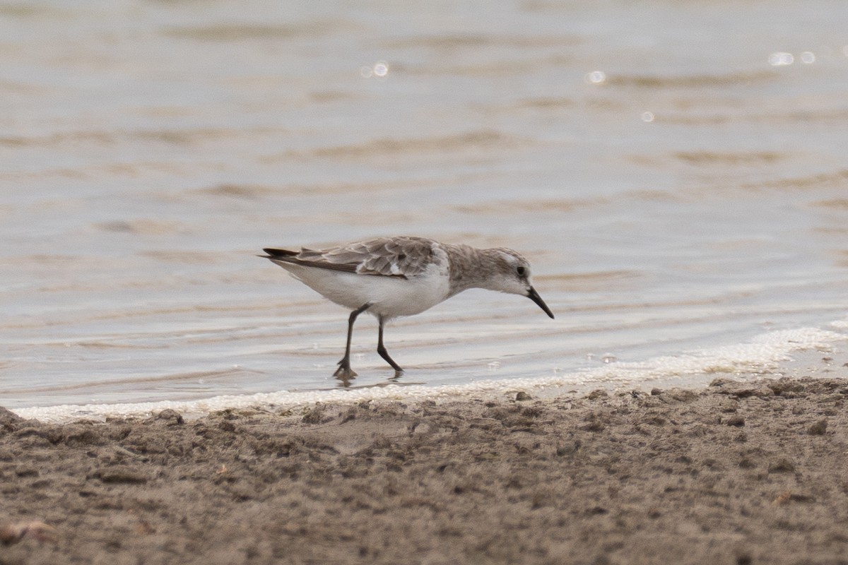 dvergsnipe - ML641905884