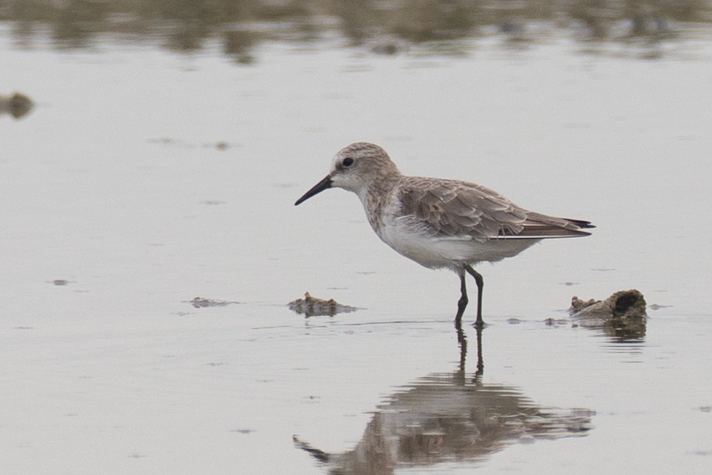 dvergsnipe - ML641905885