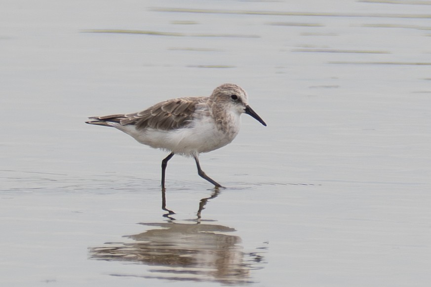dvergsnipe - ML641905886