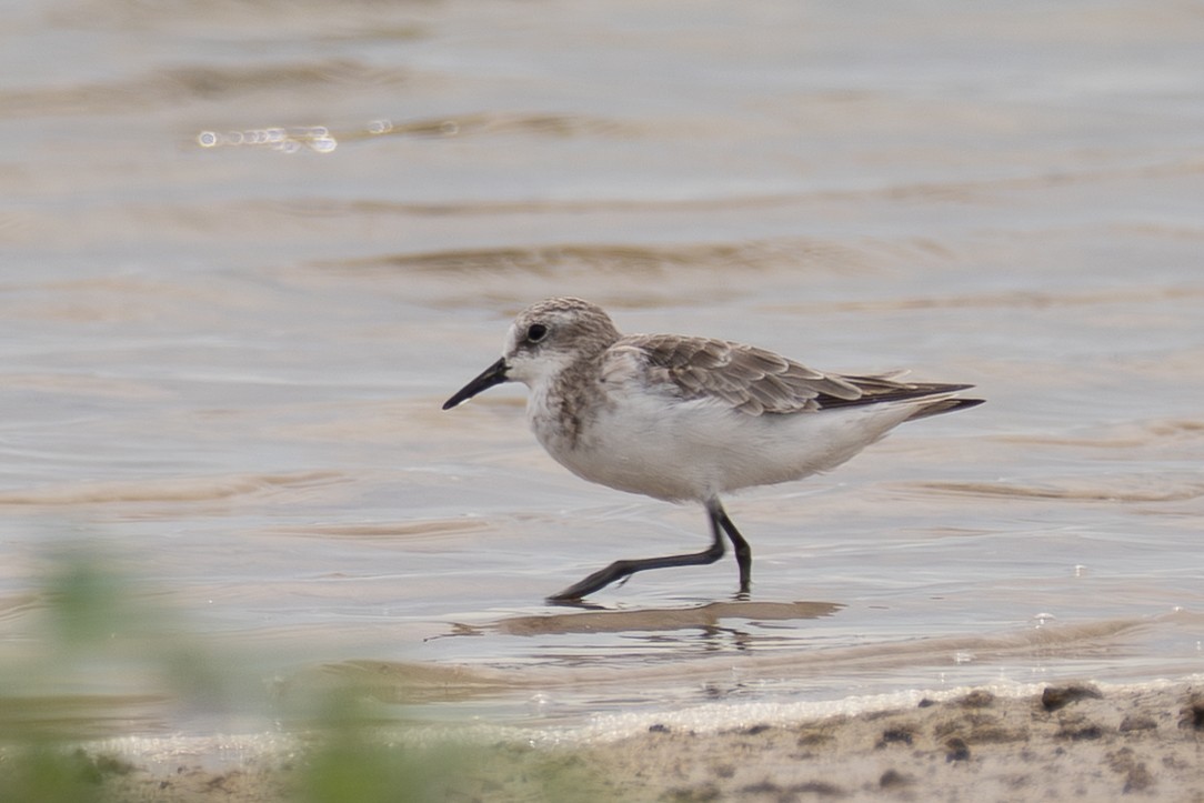 dvergsnipe - ML641905887