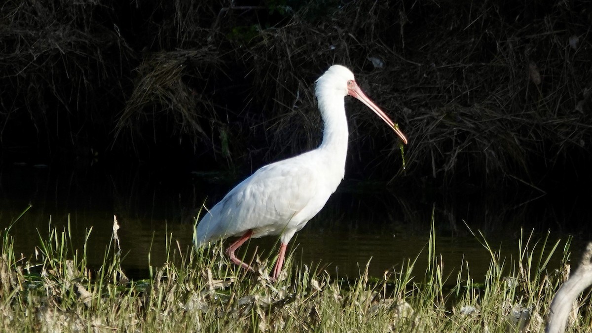afrikaskjestork - ML641905899