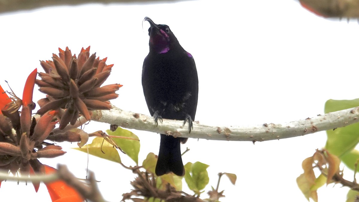 Amethystglanzköpfchen - ML641905925