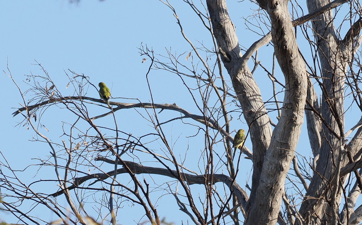 Elegant Parrot - ML641905929