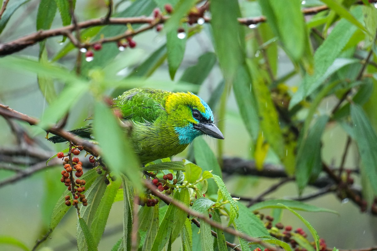 Golden-naped Barbet - ML641905943