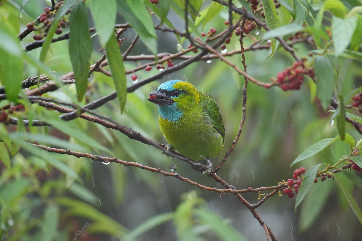 Golden-naped Barbet - ML641905944