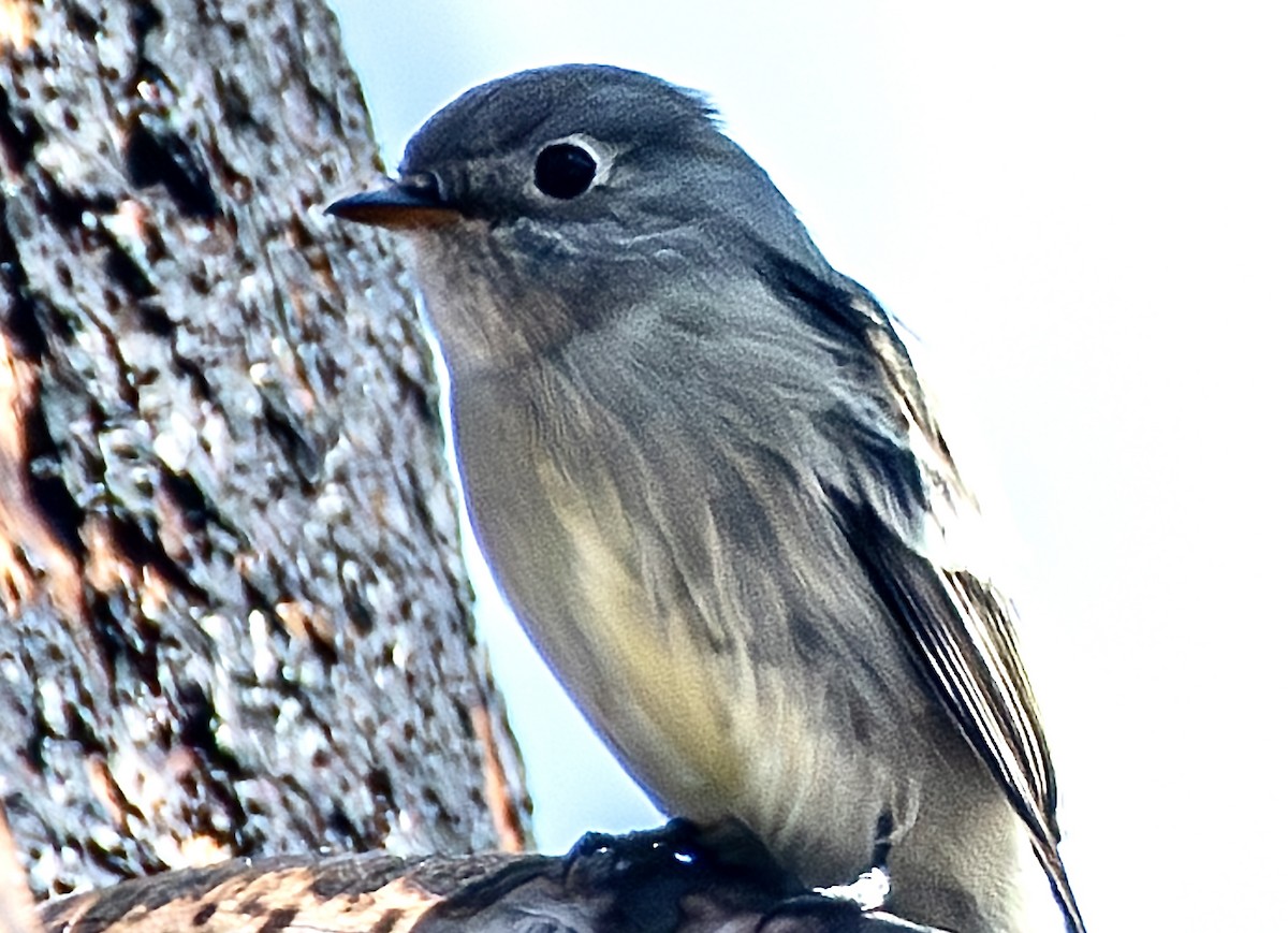 Hammond's Flycatcher - ML641905948