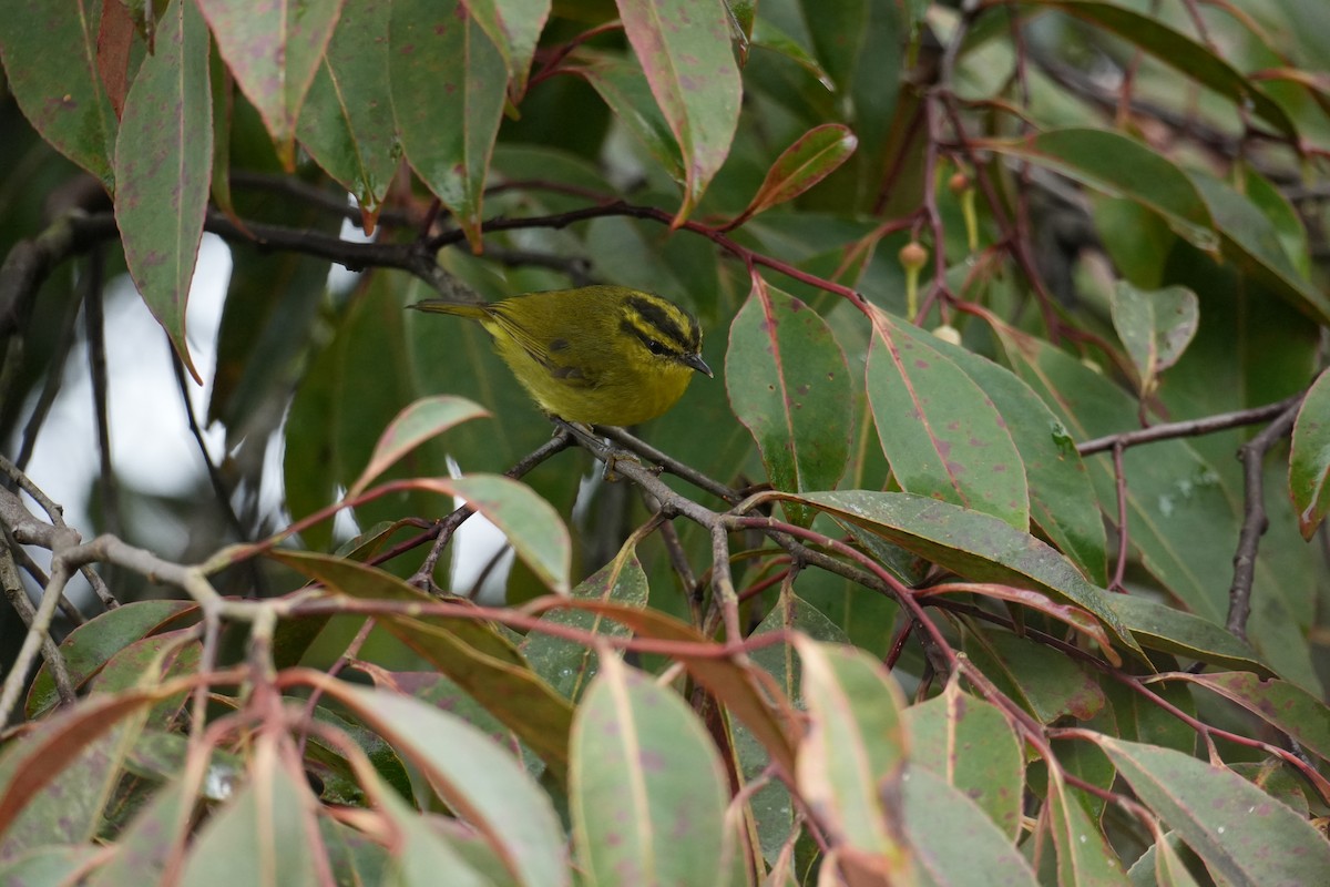 Mountain Leaf Warbler - ML641905951