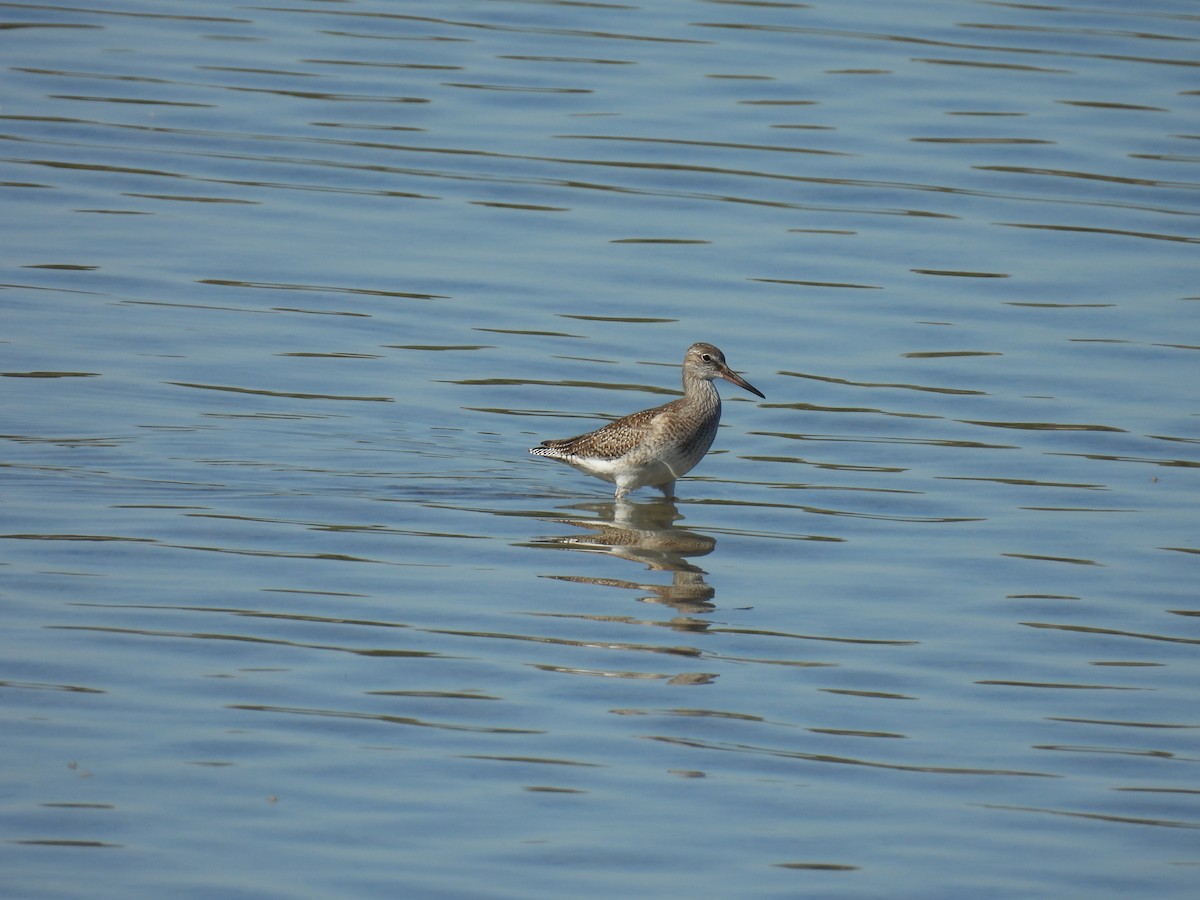 Common Redshank - ML641905952