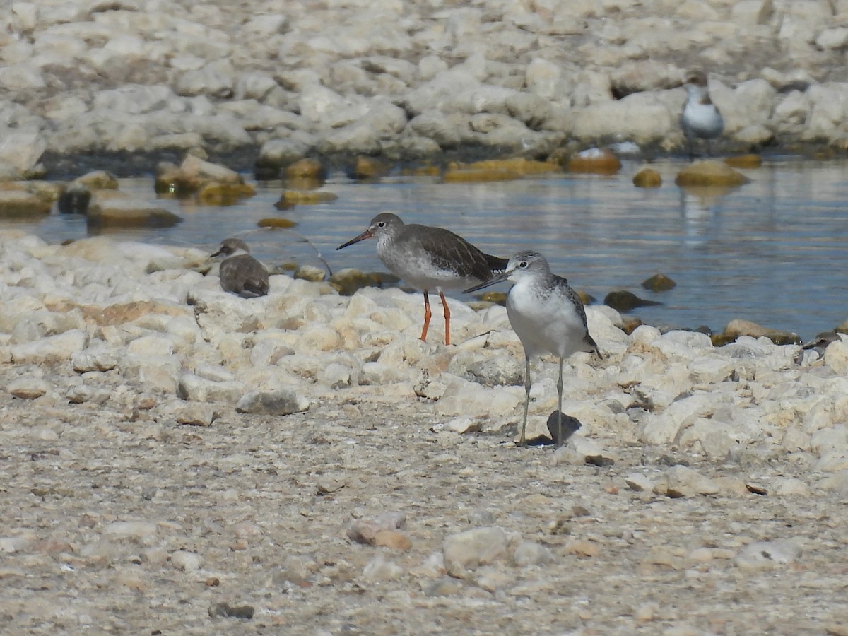 Common Greenshank - ML641905964