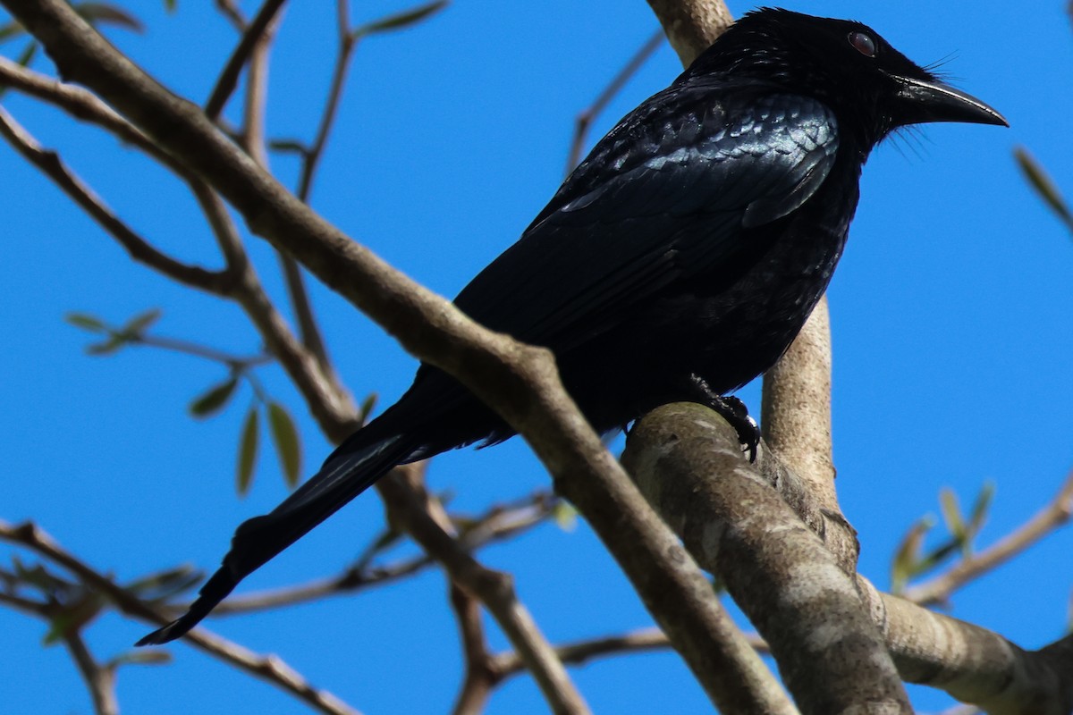 Spangled Drongo - ML641905965