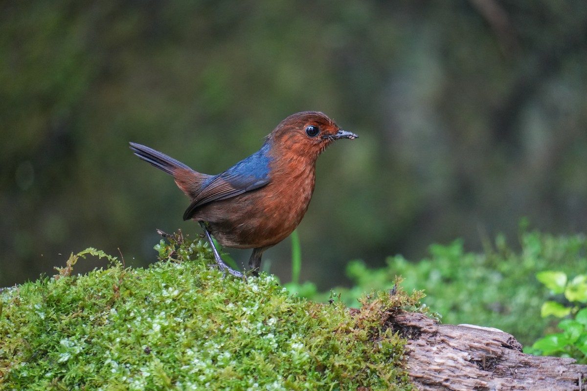 Bornean Shortwing - ML641905977