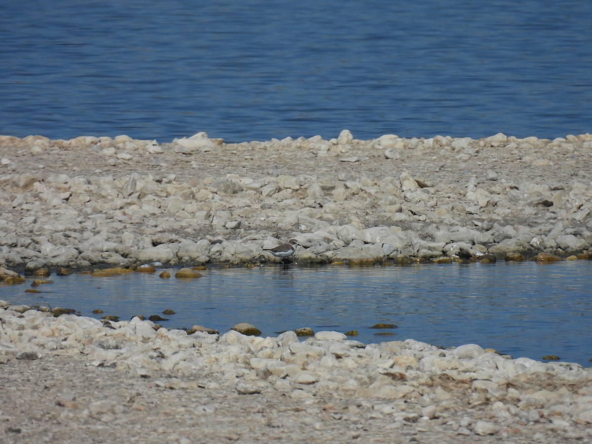 Kentish Plover - ML641905979