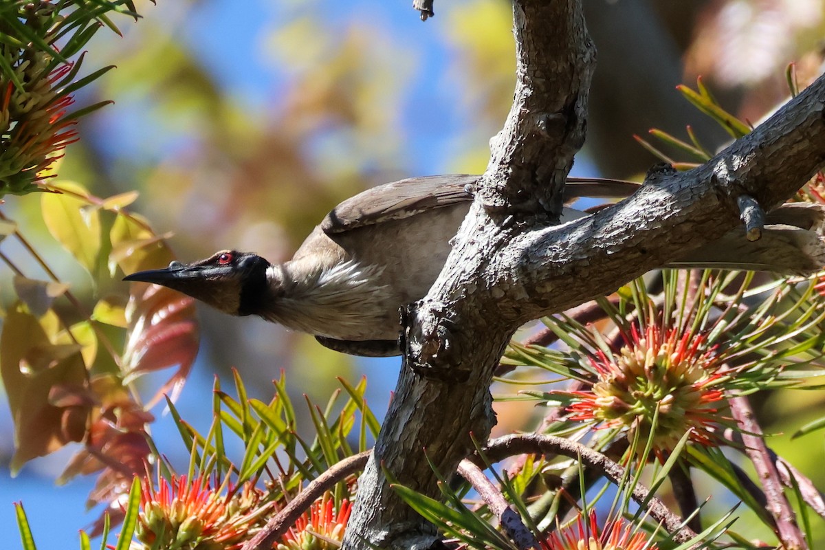 Noisy Friarbird - ML641905980