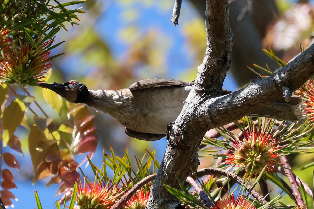 Noisy Friarbird - ML641905981