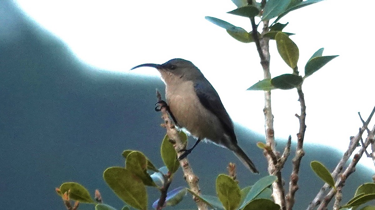 Mouse-colored Sunbird - ML641905985