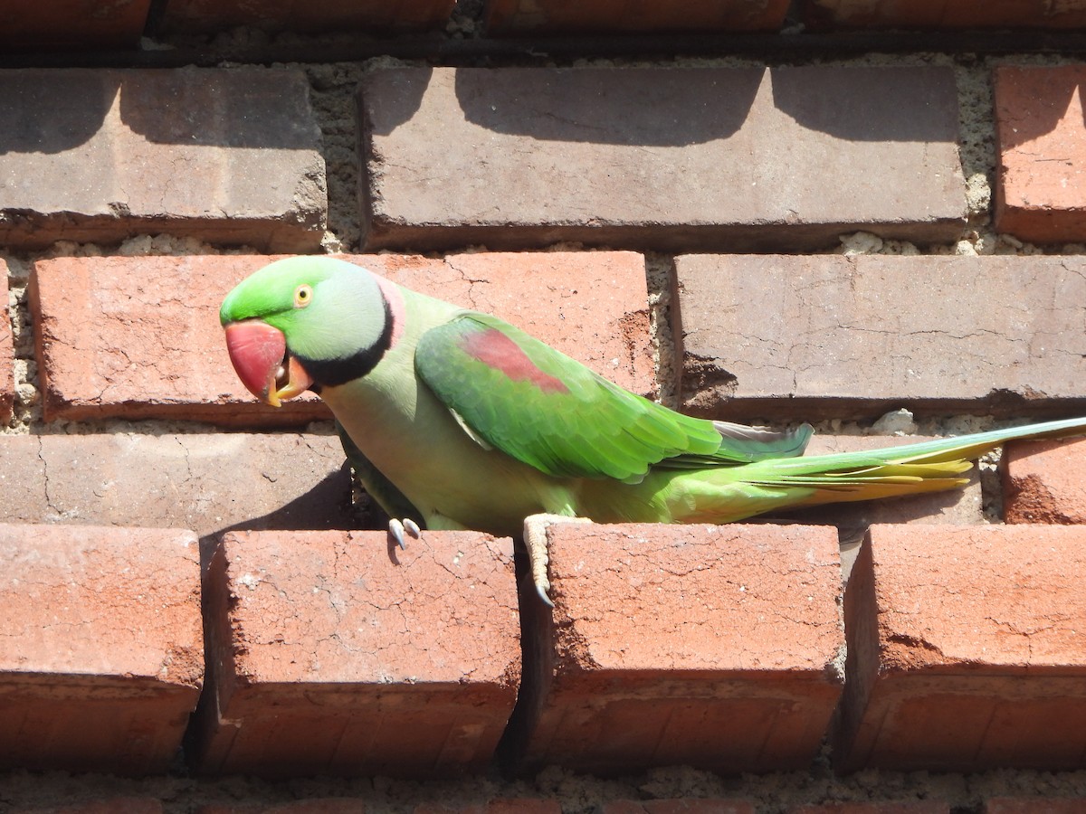 Alexandrine Parakeet - ML641905991