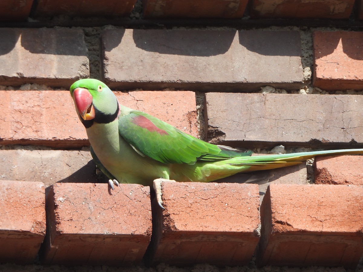 Alexandrine Parakeet - ML641905992