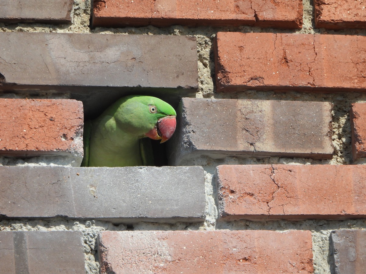 Alexandrine Parakeet - ML641905993