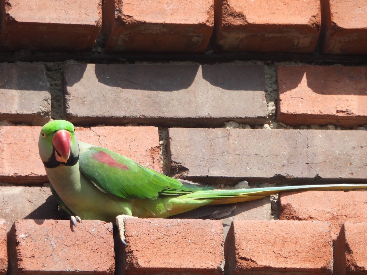 Alexandrine Parakeet - ML641905994