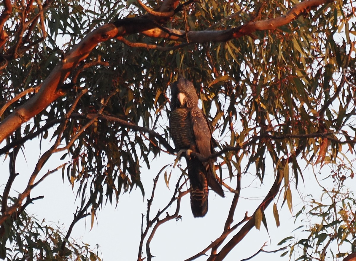 Red-tailed Black-Cockatoo - ML641906016