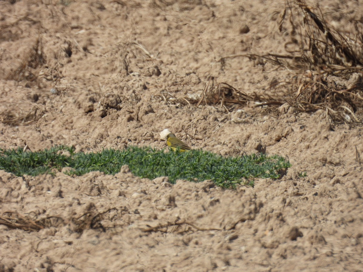 Western Yellow Wagtail - ML641906033