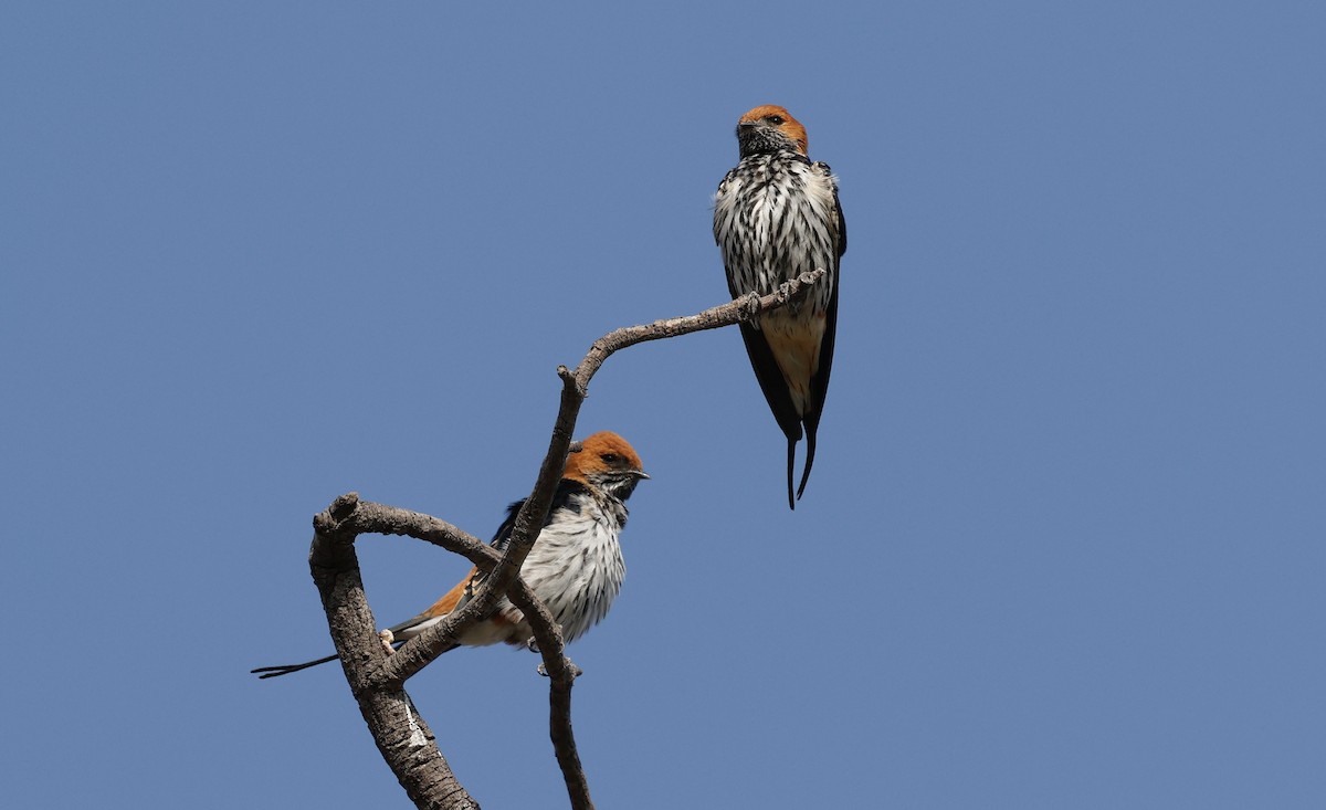 Lesser Striped Swallow - ML641906035