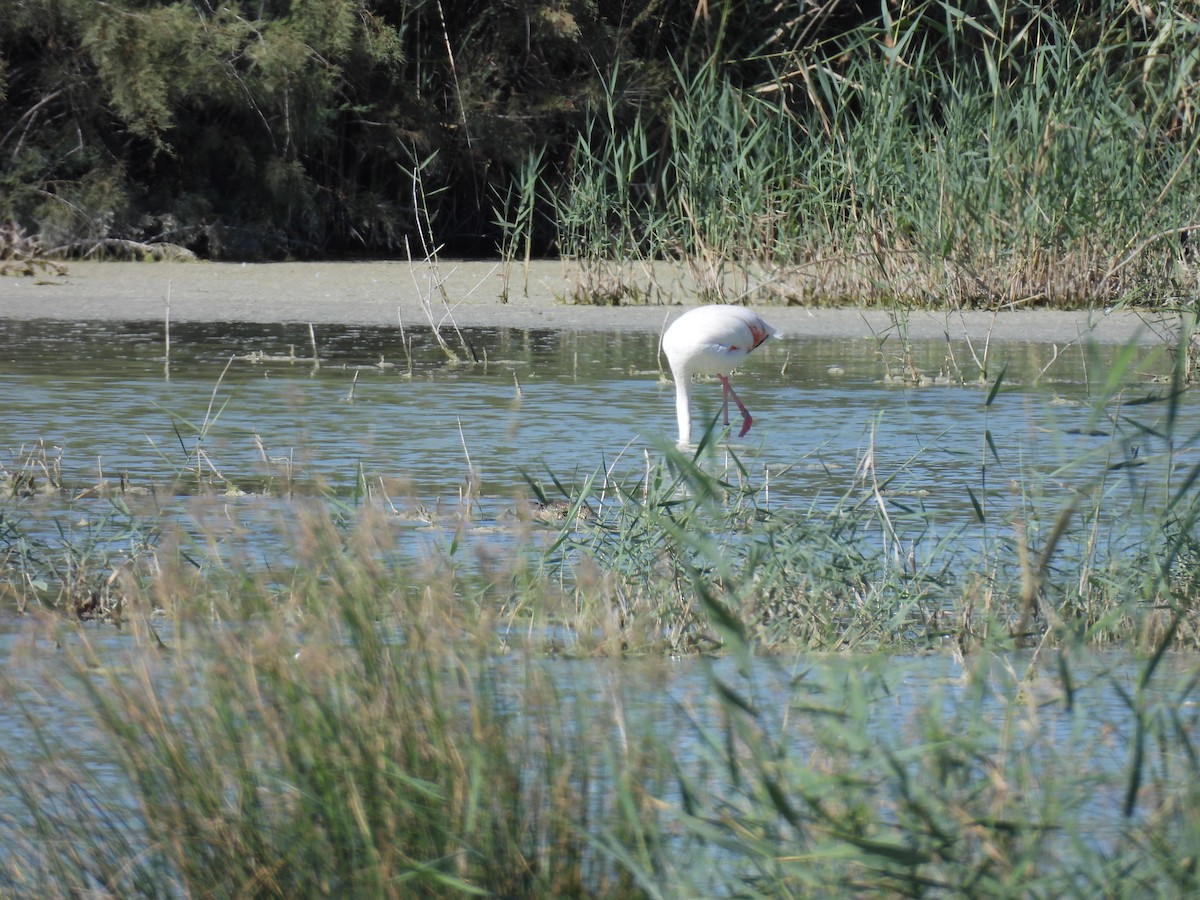 Greater Flamingo - ML641906037