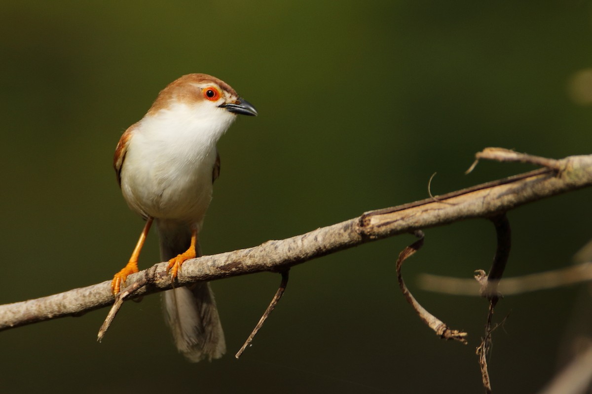 Yellow-eyed Babbler - ML641906038
