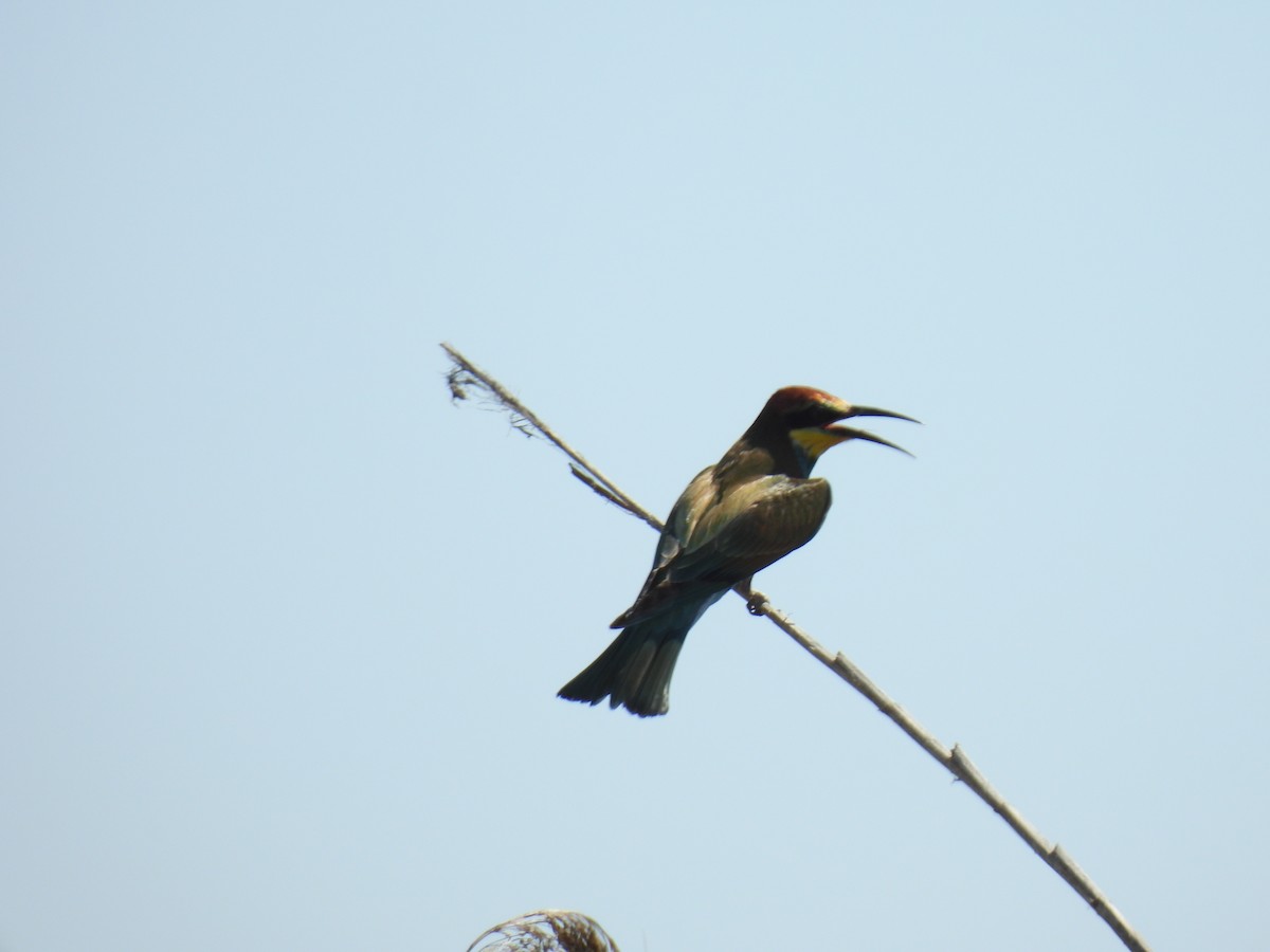 European Bee-eater - ML641906040