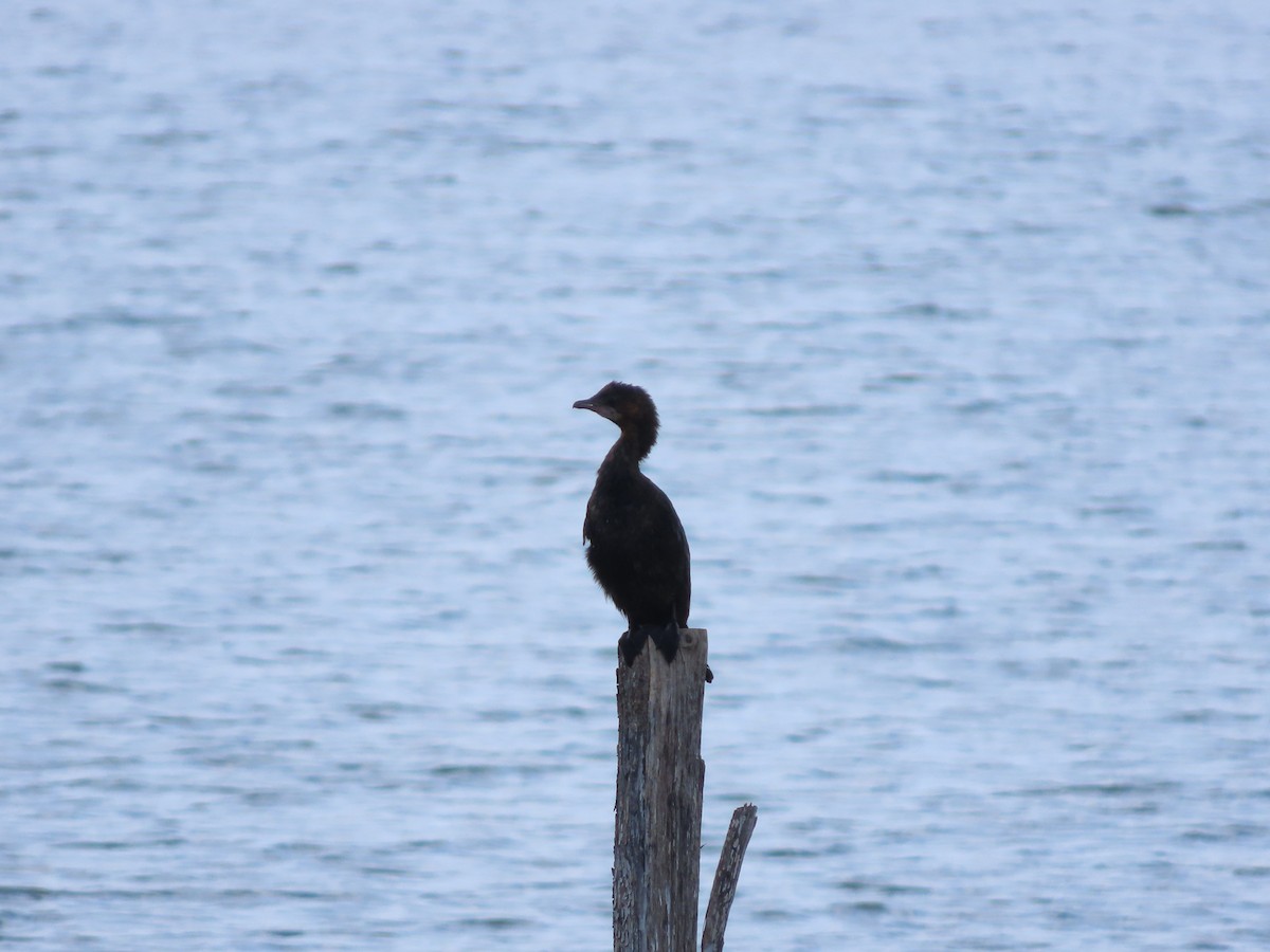 Cormoran pygmée - ML641906078