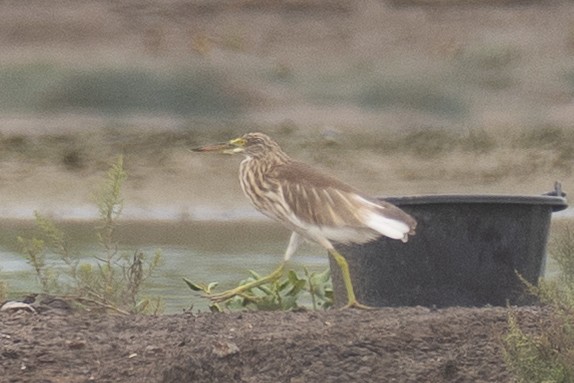 Ardeola sp. - ML641906090