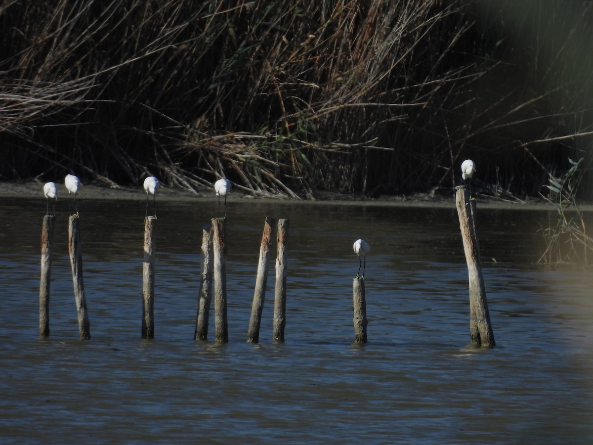 Little Egret - ML641906101
