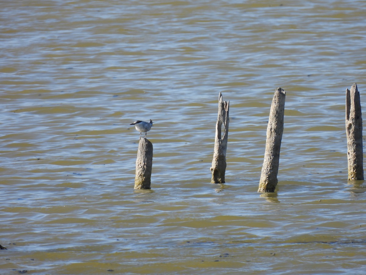 Whiskered Tern - ML641906115