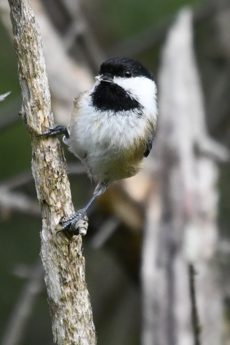 Black-capped Chickadee - ML641906156