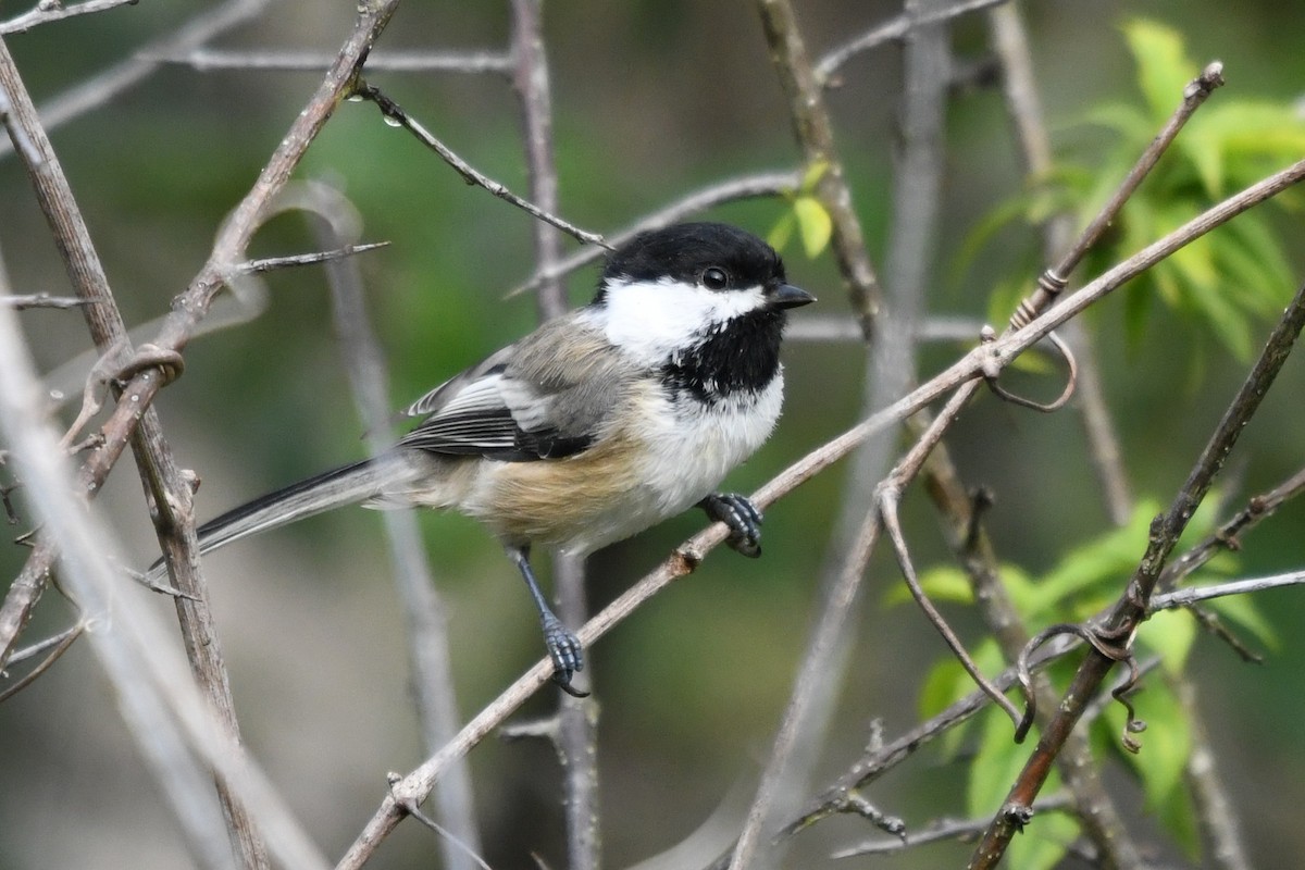 Black-capped Chickadee - ML641906157