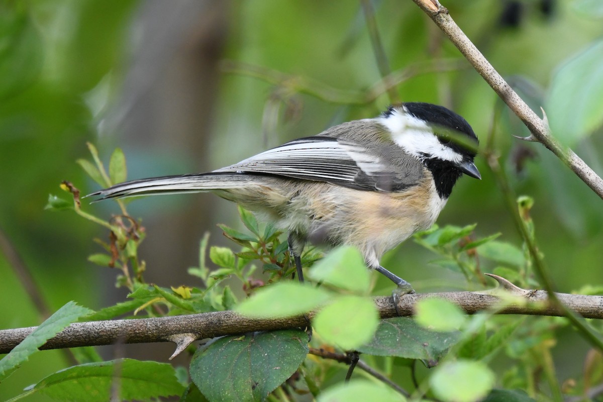 Black-capped Chickadee - ML641906158