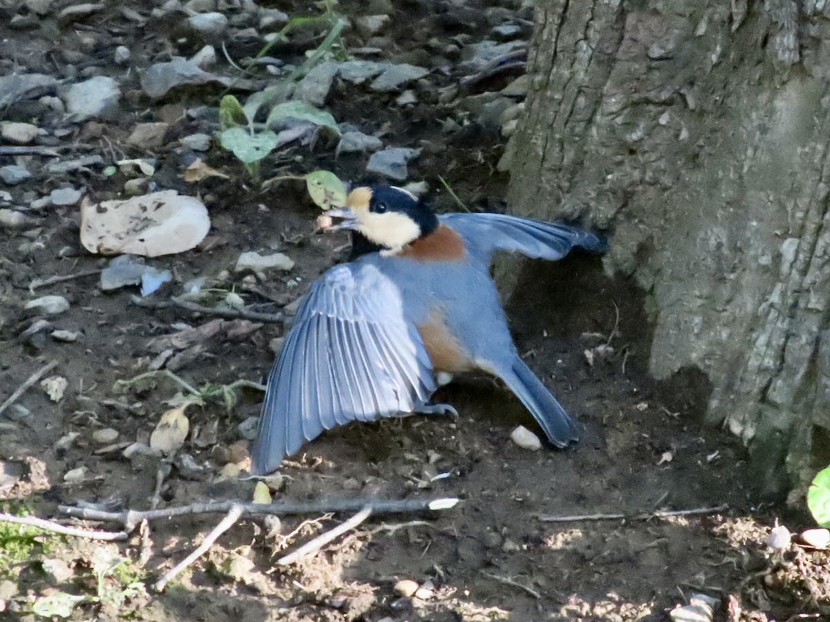 Varied Tit - ML641906165