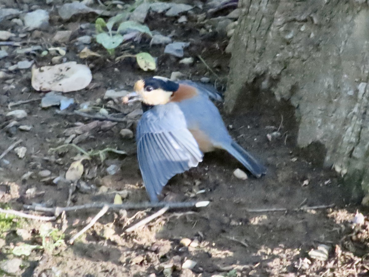 Varied Tit - ML641906167